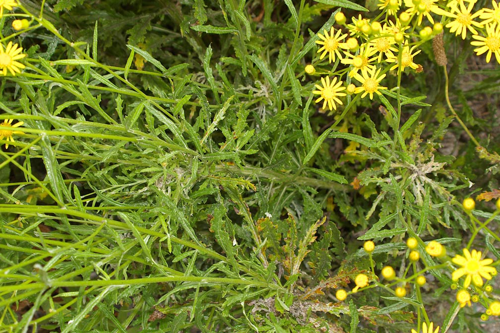 Senecio cfr. leucanthemifolius
